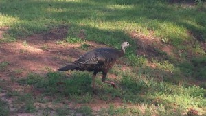 A wild turkey.  Just hanging out in my neighborhood.  Apparently I live in the sticks.